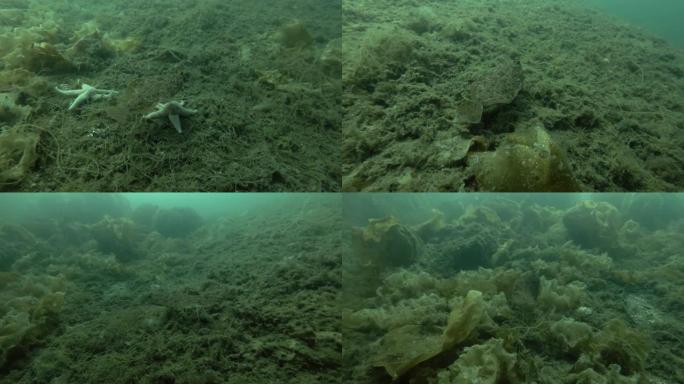 柠檬太阳 (Microstomus kitt) 游过长满褐藻海带的海床，海带，