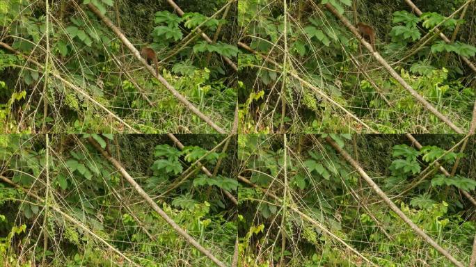 异国情调的coati动物在茂密植被的方向上攀爬斜支