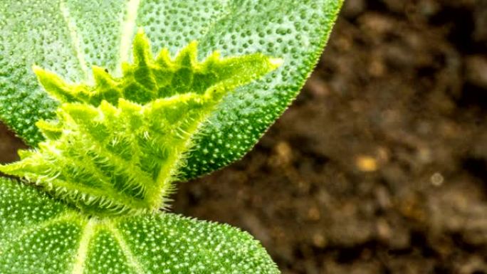 生长绿色黄瓜植株时间流逝。延时种子生长，特写自然农业芽。蔬菜从地上发芽。宏