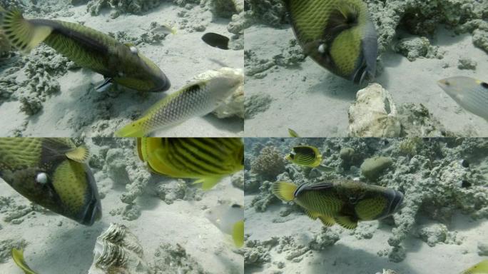 清洁站上的泰坦金鱼 (Balistoides viridescens) 清洁清洁鱼。热带珊瑚花园的生