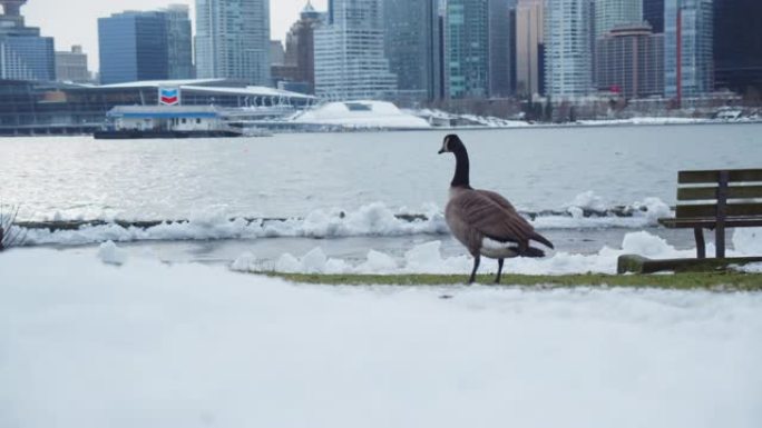 暴风雪过后，加拿大鹅在公园里