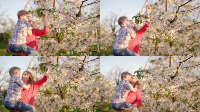 母亲的慢Mo儿子欣赏樱花花园