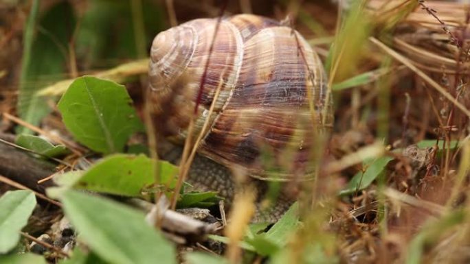蜗牛在安纳托利亚的大自然中徘徊。
安纳托利亚/土耳其05/09/2015