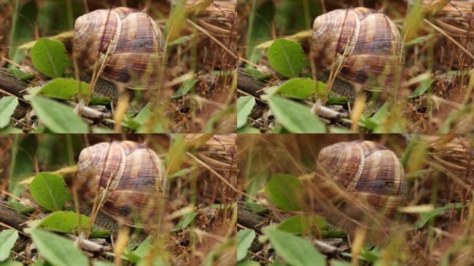 蜗牛在安纳托利亚的大自然中徘徊。
安纳托利亚/土耳其05/09/2015