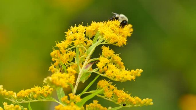在bokeh背景上，大蜜蜂在明亮的黄色花朵周围移动