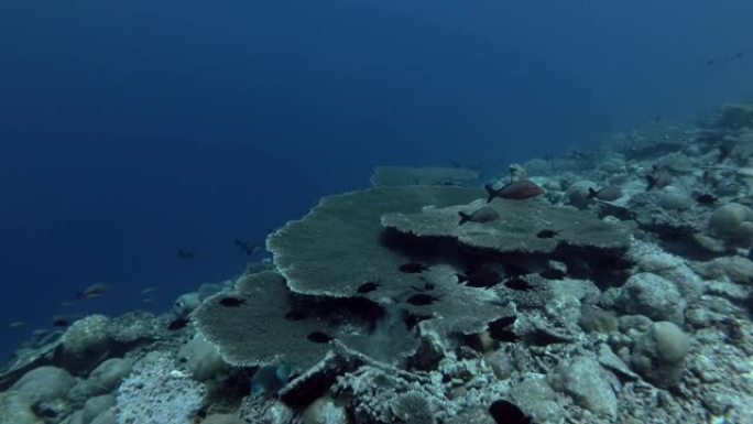 座头鲸红鲷鱼学校-Lutjanus gibbus，印度洋，马尔代夫