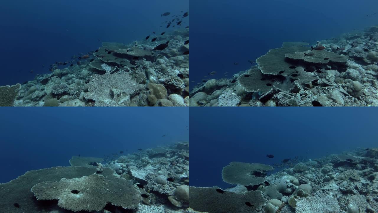 座头鲸红鲷鱼学校-Lutjanus gibbus，印度洋，马尔代夫