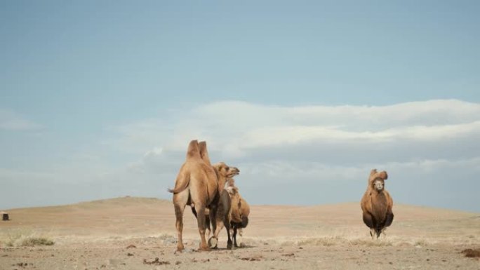 美丽的骆驼沙漠，阳光明媚的日子，蓝天，商队的叶子，强风，肖像