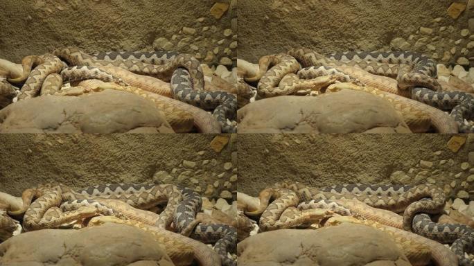 一堆有角的毒蛇蛇蛰伏冬眠