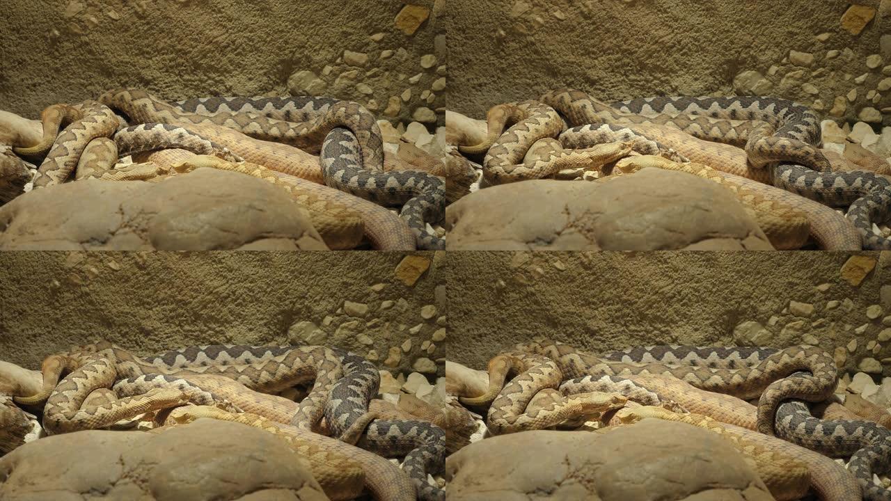一堆有角的毒蛇蛇蛰伏冬眠
