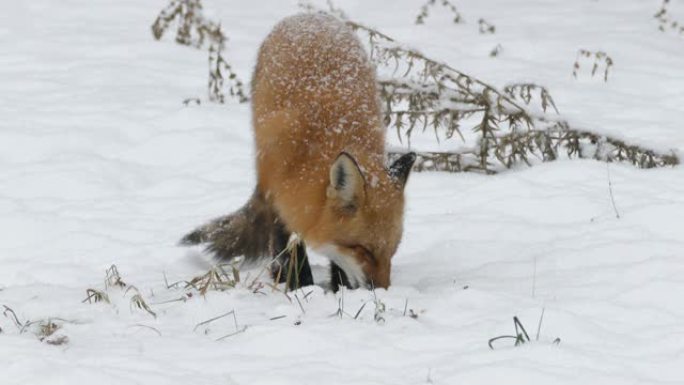 冬季降雪期间，狐狸在白雪皑皑的地面上咀嚼