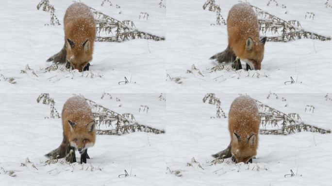 冬季降雪期间，狐狸在白雪皑皑的地面上咀嚼
