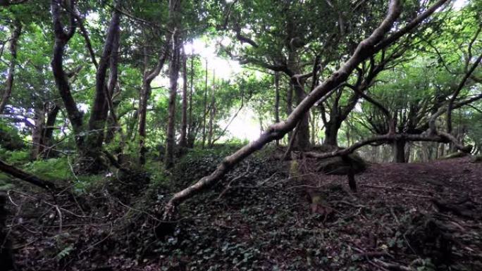 从森林深处可以看到360度的景色，包括一座人造石桥和人造木材小屋