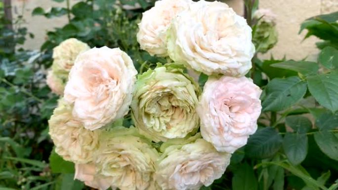 白玫瑰花朵