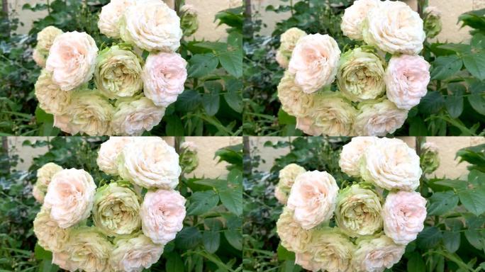 白玫瑰花朵