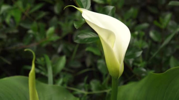 白色美丽的马蹄莲花在绿色植被的花园里