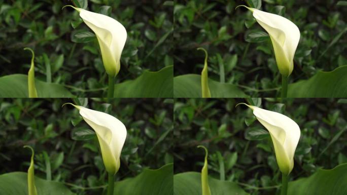 白色美丽的马蹄莲花在绿色植被的花园里