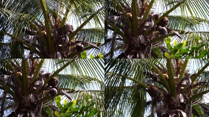 泰国在棕榈树上摔碎椰子的训练有素的猴子