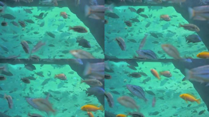 大水族馆鱼缸，绿松石水装满金鱼