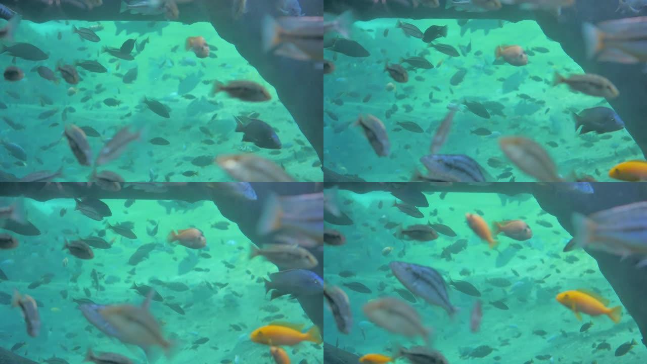 大水族馆鱼缸，绿松石水装满金鱼
