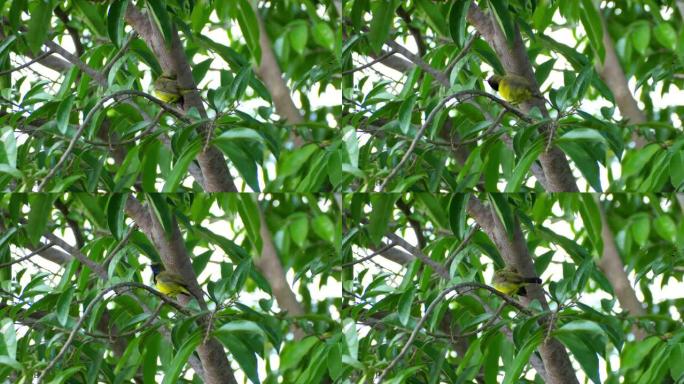 雄性橄榄背太阳鸟栖息并在树枝上装饰羽毛
