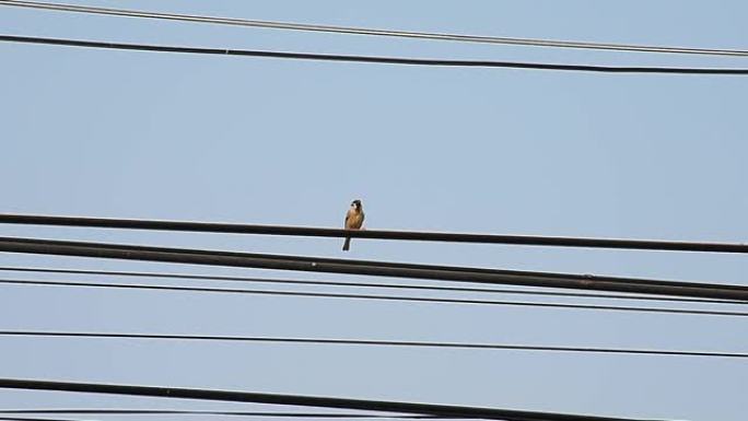一只鸟坐在电线上。