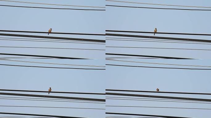 一只鸟坐在电线上。