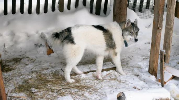 西西伯利亚莱卡。狩猎纯种狗难以置信地看着相机。4K