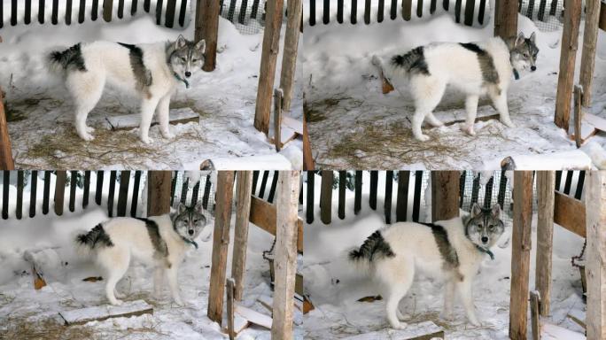 西西伯利亚莱卡。狩猎纯种狗难以置信地看着相机。4K