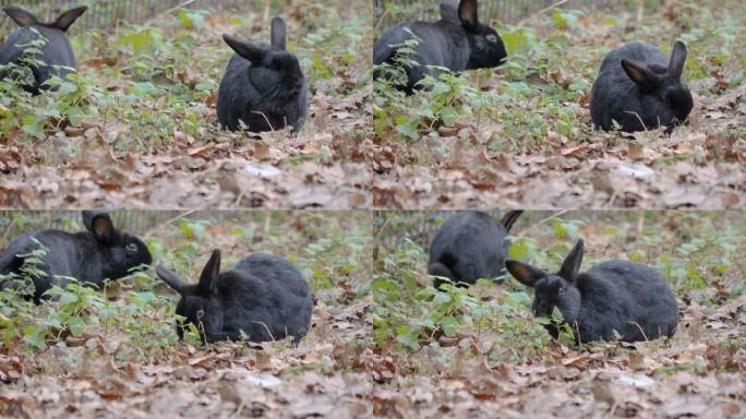 黑矮兔的特写。黑矮兔子