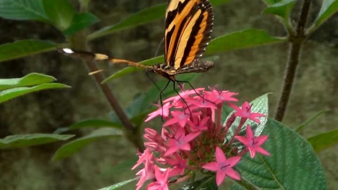 一只蝴蝶在五花草的粉红色小花上，俗称埃及星团。