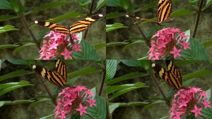 一只蝴蝶在五花草的粉红色小花上，俗称埃及星团。