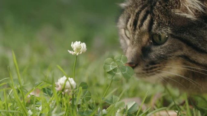 美丽的棕色猫嗅着幸运的四叶草。