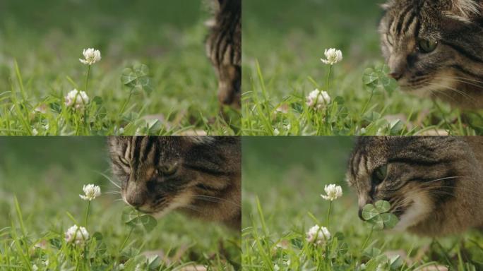 美丽的棕色猫嗅着幸运的四叶草。