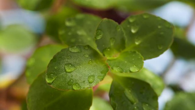 具有详细叶子纹理的室内植物由于风而摆动。浇水后绿叶和水滴。选择性聚焦