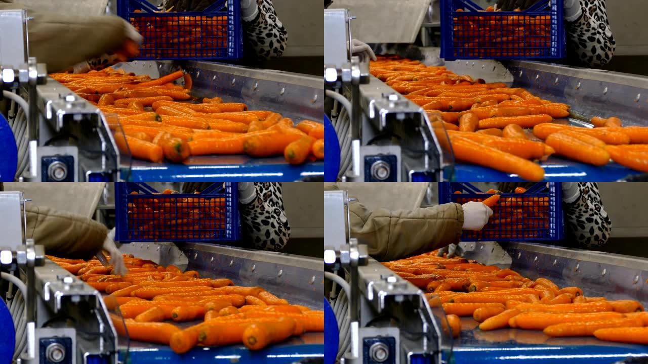 食品加工厂的胡萝卜