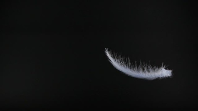 黑色背景上掉落的白色蓬松羽毛