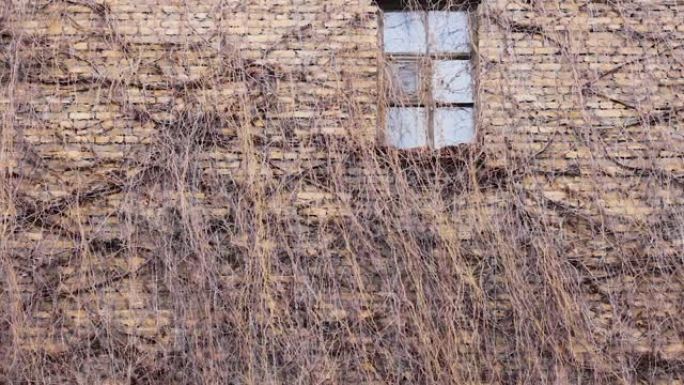 有常春藤和窗户的墙是神话般的外部灌木丛