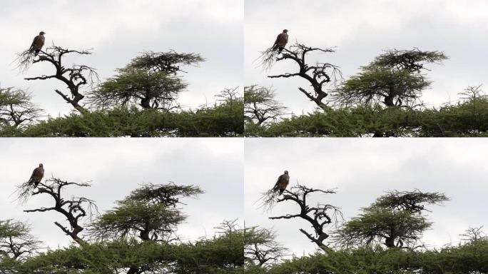 鹰坐在金合欢树上非洲草原动物世界雄鹰树枝