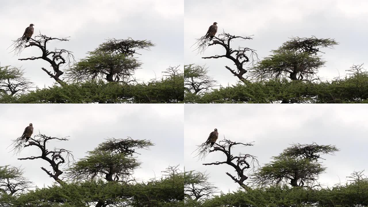 鹰坐在金合欢树上非洲草原动物世界雄鹰树枝