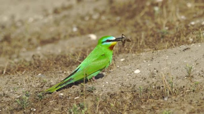 蓝颊食蜂群 (Merops persicus) -阿塞拜疆