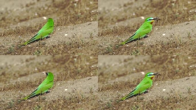 蓝颊食蜂群 (Merops persicus) -阿塞拜疆