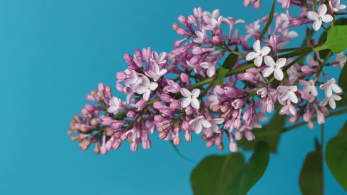 盛开的丁香花的延时。一束鲜花打开背景