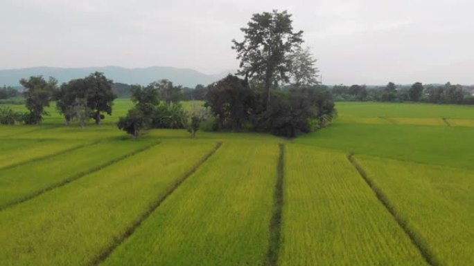 4k空中无人机拍摄，绿色黄色乡村草场上方的慢车，乡村草甸场景，亚洲，图案园艺，树丛乡村侧区，非城市，