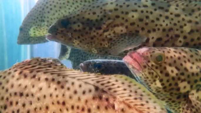 在水族馆游泳的斑鱼石斑鱼