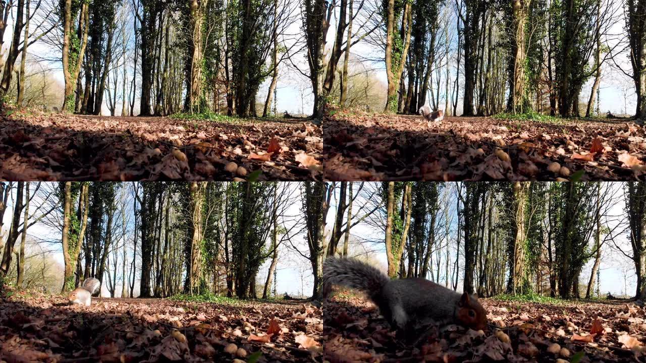 一群松鼠在林地觅食