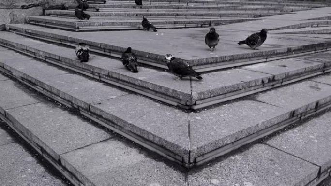城市中的鸽子群
