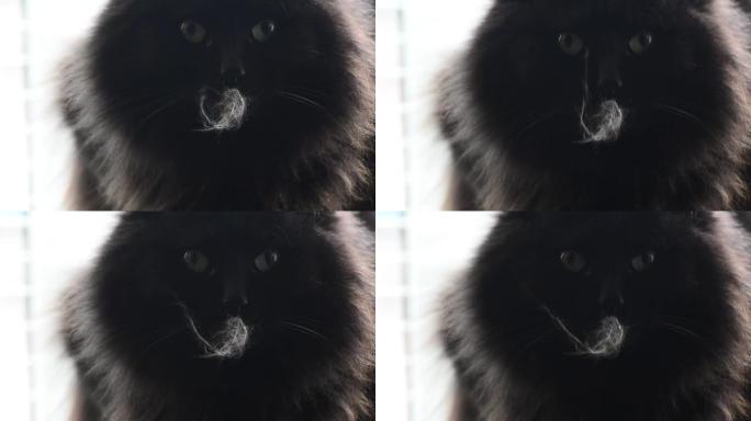 毛茸茸的猫看着相机
