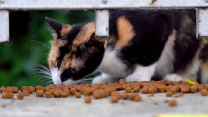 流浪猫吃干猫粮吃东西小花猫嚼