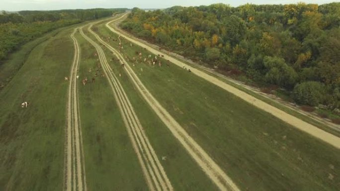 在塞尔维亚美丽的多瑙河岸边放牧的牛群。鸟瞰图。夏天河岸上的绿色牧场。